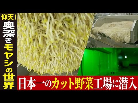 【カット野菜工場】カット野菜日本一の工場に潜入【工場へ行こうⅢ】