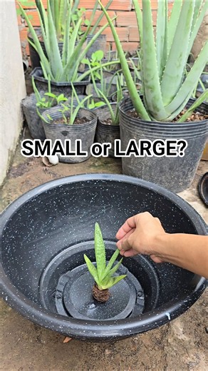 HOW TO CHOOSE THE RIGHT POT