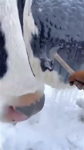 Cow 🐄 in Cold 🥶 #cow #cowvideos #viral #shorts