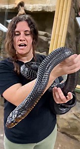 304K views · 10K reactions | This is Pico and he is a donation we got here at the Zoo and he is a big Indigo Snake Pico is very handsome but he is old so with that being said he has lost his sight but luckily he is still able to use his other sensory abilities . . . #wow #beautiful #snake #reticulatedpython #big #python #fun #cool #video #moments #sunny #sun #incredible #facebook #fb #fbpost #cool #video #reptile | The Reptile Zoo | Facebook