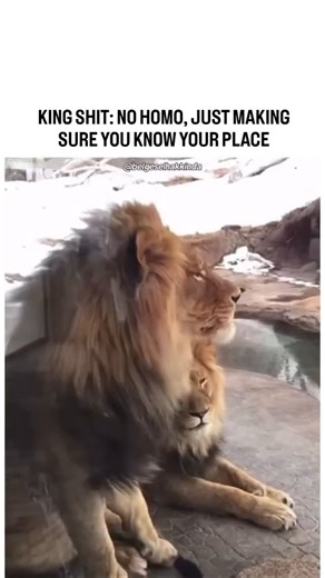 the brutal nature on Instagram: "Lions be fuckin’ each other sometimes cuz dominance ain’t always about females — it’s about power, territory, and keepin’ the pride in check. When a young male or rival tries to step up, the resident males will mount him quick, not for pleasure, but to straight-up remind him who run shit. It’s a raw display: “You ain’t top dog here, stay in line or get bodied.” Nature don’t do polite conversations — it’s all instinct, hierarchy, and makin’ sure the weak link know