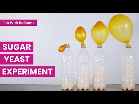 Sugar Yeast Experiment With Balloons | Chemical Fermentation Reaction