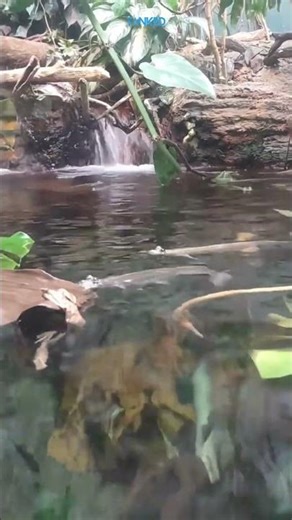 👀 Four-Eyed Fish – The Incredible Split-Vision Swimmer! 🌊🐟| TANKED IND | @tanked_ind