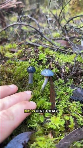 Blue mushrooms in the forest