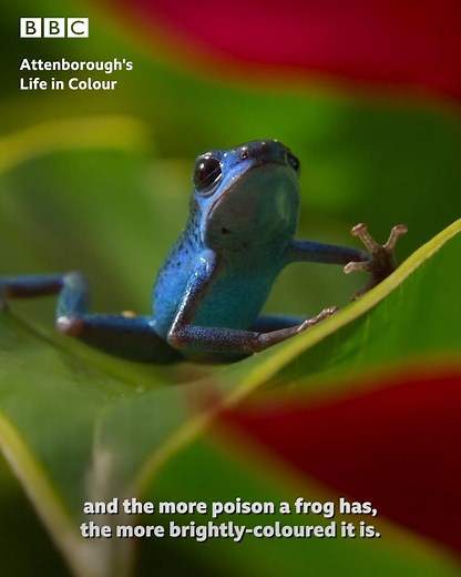 3.2M views · 1.2K reactions | A battle to end all froggy battles  | BBC One | Facebook