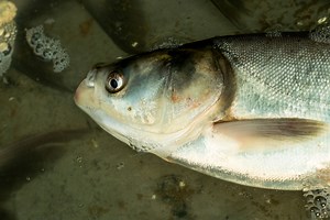 Breaking Down the Asian Carp Disaster