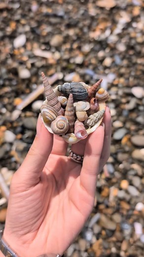 A seashell collection from Wales 😀🌊🐚💫 #fossils #fossil #ammonite #seashell #shell #ammonites #ancient #curiosity #nature #photography #natural #jurassic #coast #jurassiccoast #beach #stones #rocks #sea #sand #maryanning #dinosaur #palaeontology #geology #dorset #charmouth #charmouthbeach #lymeregis #wales #fascinatingfossils | Fascinating Fossils