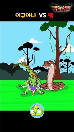 How is it so fast without legs?! What will be the fate of the iguana caught by the snake? 🦎 Showd...