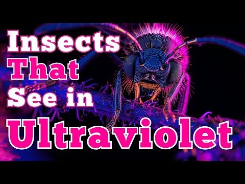 Insects That See in Ultraviolet | Bugs, Buzz, and Beyond