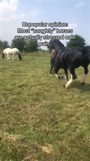 People won’t like this one #fyp #xyzabc #equestriangirl #horse #horseriding