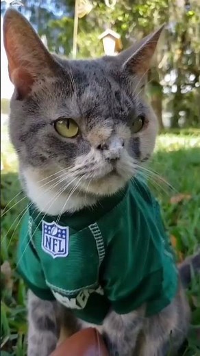 #cat #remix #dj #song #foryou #cuteanimal #cutecat