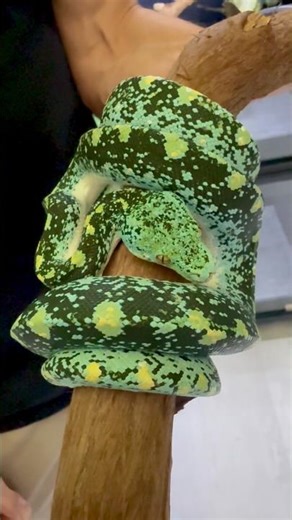 Manifestor - Insane Designer Green Tree Python at Ari Elli Max Arboreals