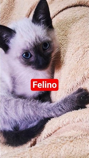 I adopted this little kitten 🐱 and he became my pet and companion! #cat #pets