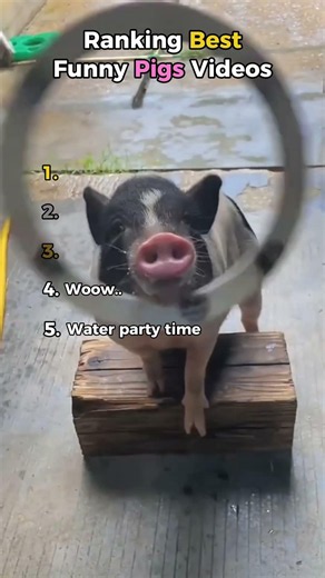 The Funniest Pig on the Internet Is #1