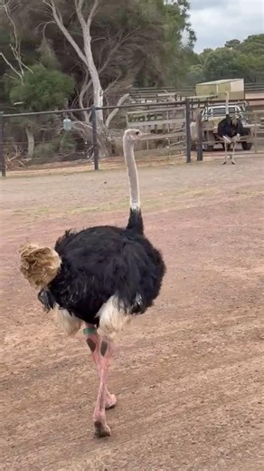 Ostriches and Emus are very similar creatures, do you agree? Big Girls Don't Cry - The Four Seasons