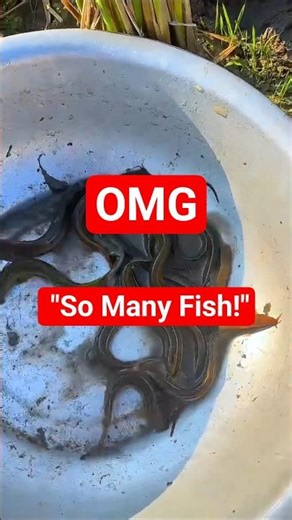 Catching Fish After Harvesting Paddy! 🐟"#FishCatching #CountryLife