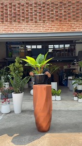 Golden Philodendron in copper concrete planter 🌿 #ต้นไม้โมเดิร์น #indoorplants #ต้นไม้โมเดิร์น #ต้นไม้ออฟฟิศ #แต่งบ้าน #ต้นไม้ในร่ม #ต้นไม้ในร่ม #โรงแรม #hotelstyle #กระถางต้นไม้ | Pot&Plant - จำหน่ายและออกแบบต้นไม้พร้อมกระถาง