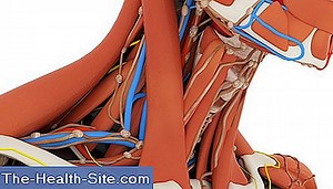 Λάρυγγα: Λειτουργία, Ανατομία, Ασθένειες 💊 Επιστημονική-Πρακτική Medical Journal - 2025