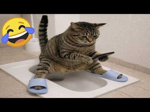 TRY NOT TO LAUGH 😆 Funniest Cats and Dogs 😹 Funny Animals 2026