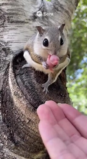 モモンガの可愛さと魅力