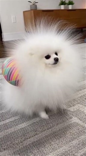 My dog is 90% static electricity ⚡