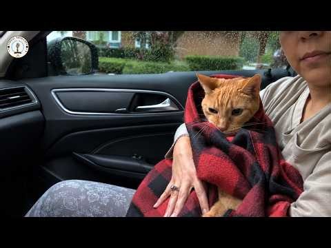 I never knew how loud silence could be... until my senior cat stopped asking for his meals.