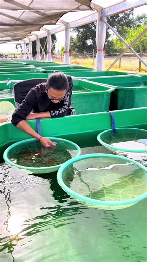 Caring for Luminous Goldfish: Daily Tips and Insights