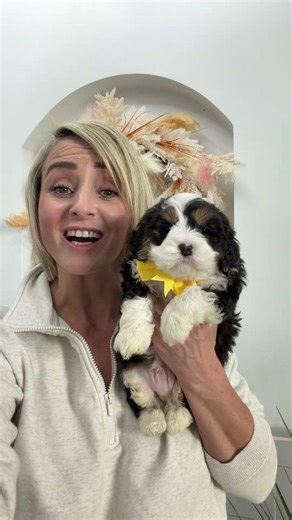 Cavapoo Berndoodle Boy