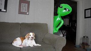 Dog Pranked with Alien: Maymo‚ Out-of-This-World Surprise