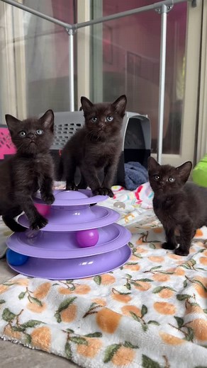 Look who’s back! 🖤🖤🖤 Remember the little black kittens from five weeks ago? They had accidentally been anesthetized during birth, and I helped them recover for their first 28 hours of life…but because of my tour schedule I wasn’t able to hold onto them after that. Their foster mom @shicks403 did an amazing job caring for them through some major ups and downs, and now they’re back with me and @orphankittenclub for a few weeks as they prepare for adoption! Though I haven’t shared much about the
