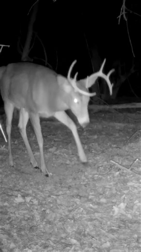 sniff around, paw the ground