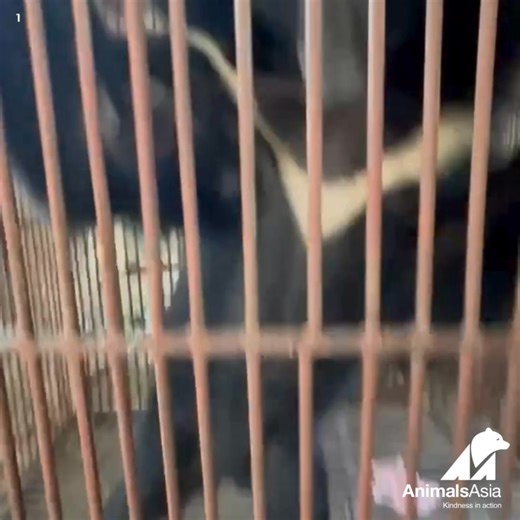 Christmas had been kept in this tiny, barren cage for around 13 years, probably his entire life. | Animals Asia