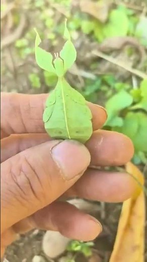 Nature's Most Perfect Camouflage 😱 #shorts