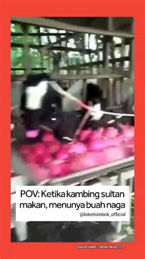 Lowongan Kerja Lombok on Instagram: "Hiburan dulu sambil cek loker terbaru Follow @lokerlombok_official #fyp #reels #video Source video: Tiktok/neiny2727 Video bersifat edukasi dan informasi. ©All Rights and Credits Reserved To The Respective Owner(s). Please Contact Us For Credit or Removal."