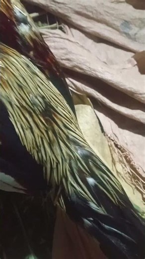 Java aseel fighter Rooster 🐓