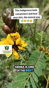 Senna for Gut, Skin & Detox! Struggling with bloating, breakouts, or sluggish digestion? Senna might be the reset your body needs! ✔ Gut Cleanse – A natural laxative that clears out waste, relieves constipation, and supports digestion. ✔ Glowing Skin – Detoxing from the inside out helps reduce acne and inflammation. Plus, senna’s antibacterial properties support clear, healthy skin. ✔ Deep Detox – By flushing out toxins, senna prevents buildup in the gut, supports liver function, and promotes ov
