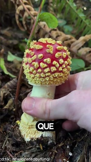 The secret technique of mushroom pickers #foraging #tips #mushroomgrowing