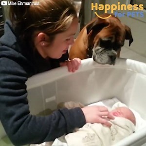 35K views · 311 reactions | Dogs meet babies for the first time and...