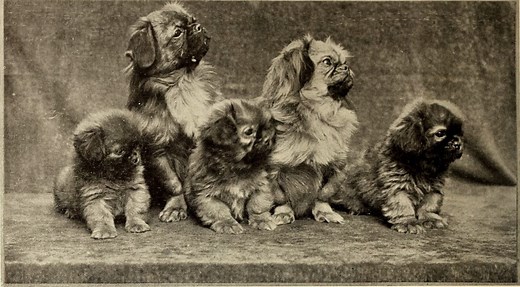 History of the Pekingese - Pekingese Central