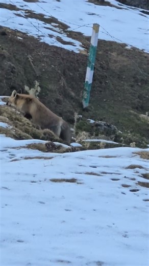 #wildlife #video #himalayan #snow #fox #snowfox Himalayan snow fox