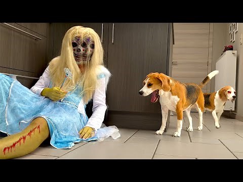 Dogs Vs ELSA ZOMBIE Prank ❄ : Funny Dogs Louie and Marie