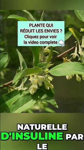 Gymnema Sylvestre : La Plante Qui Réduit les Envies de Sucre #Shorts