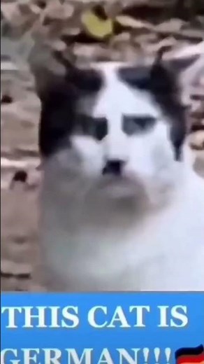 El gato aleman existe😱#gatoaleman#meme#humor#memes.hub05