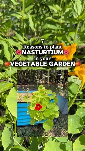 Flowers to repel pests in the garden 🪴⬇️ read more below!
