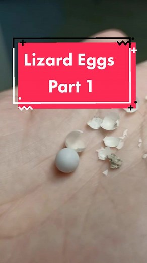 I don't wanna grow up on TikTok