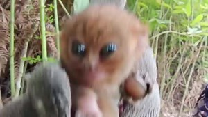 LOOK | TARSIER, GINKUHA SANG MGA VLOGGER Makita sa isa ka video nga ginhilabtan ukon ginkuha sang duha ka mga vlogger ang duha man ka tarsier sa isa ka lasang. Napun-an sang nagkalain-lain nga mga komento ang amo nga Facebook post, kag base pa sa isa ka post kinahanglan magapangatubang sang duha sa paglapas sang RA 9147 ukon ang Wildlife Resources Conservation and Protection Act. Sa karon, ginapangita ma sang otoridad ang amo nga mga vlogger. Sa dugang nga detalye bantayan lang sa 99.7 Brigada K