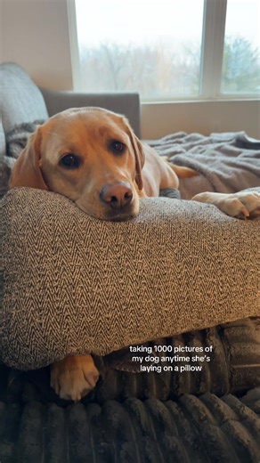 like why is it the cutest thing 😭 #dog #pillow #puppy #labrador #yellowlab