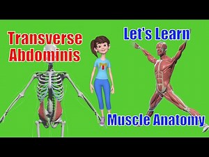 Transverse Abdominis Explained: Unlock Your Core's True Potential