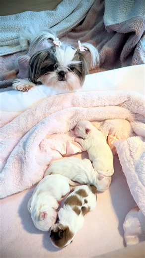 The Perfect Heart for Shih Tzu Puppies