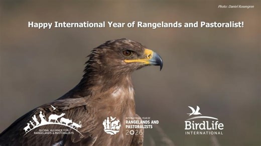 The Steppe Eagle | Altyn Dala Conservation Initiative